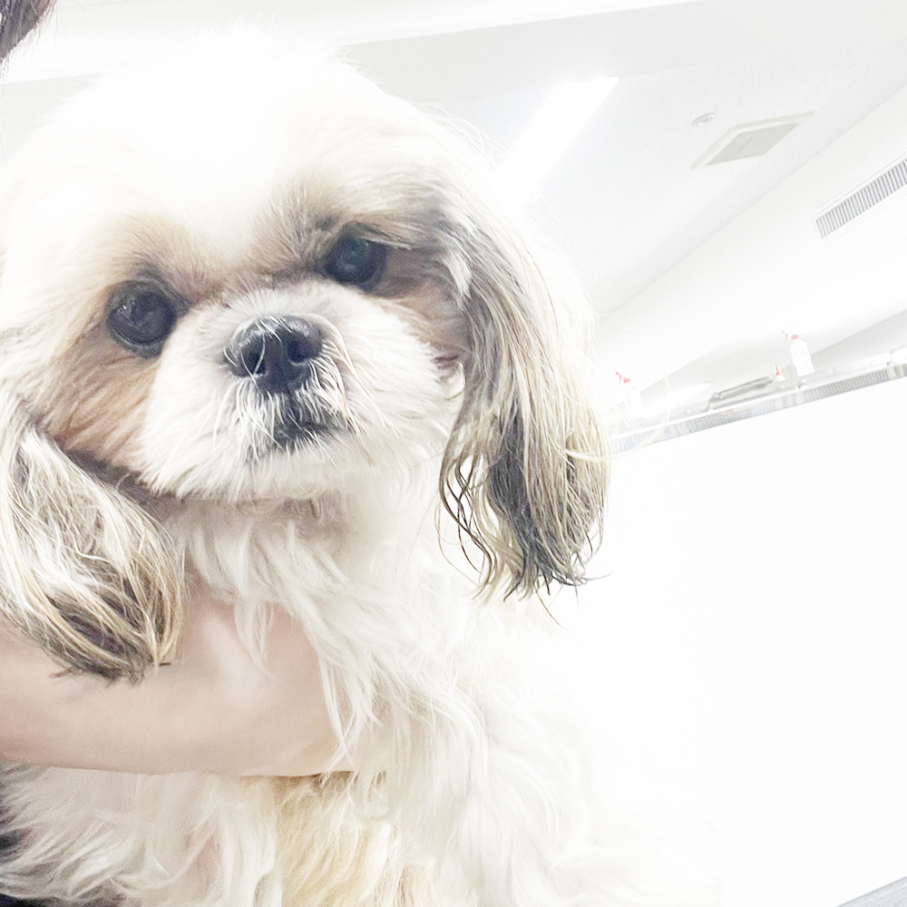 生徒が撮影したモデル犬写真①
